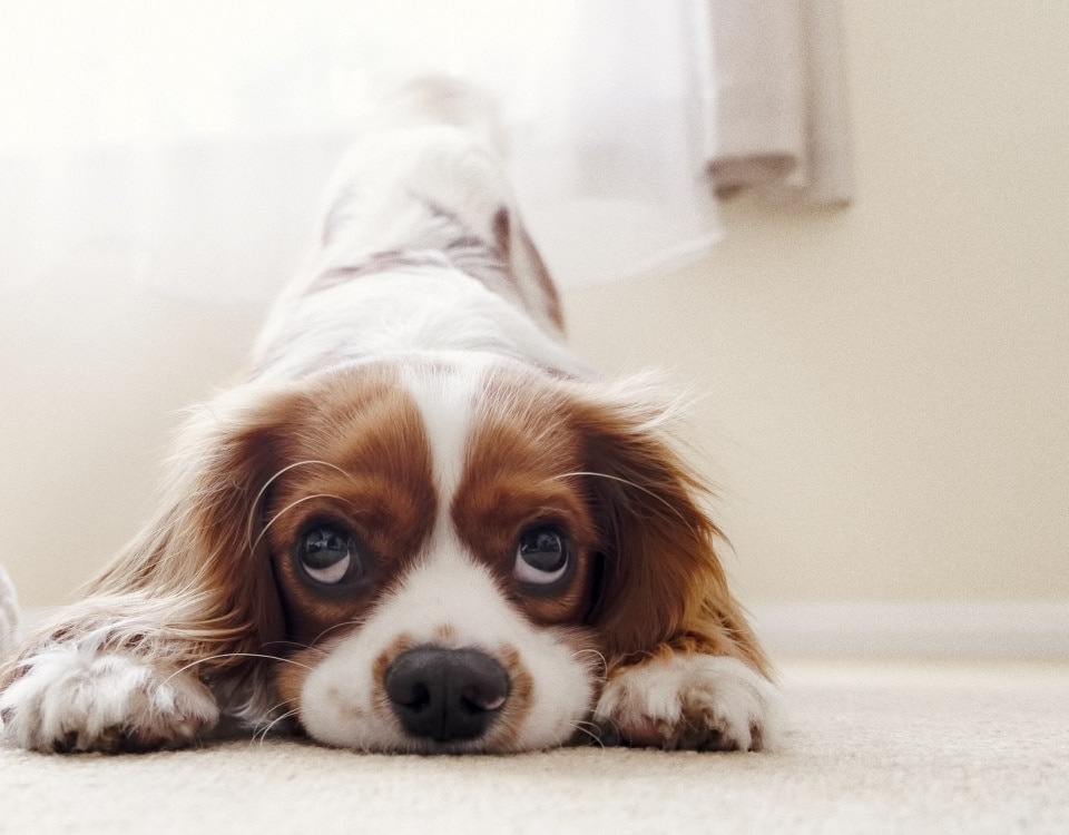 Umzug mit Haustieren